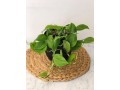 gift-hampers-and-plants-small-0