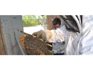 Bee Removal in Encinitas