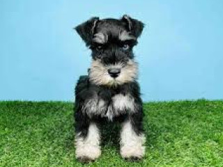 Miniature Schnauzer puppies