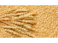 leverancier-van-harde-en-zachte-tarwe-small-0