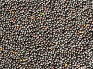 Find Your Trusted Partner with Premium Rapeseed Supplier