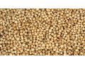 get-faster-shipments-for-premium-coriander-seeds-in-bulk-small-0