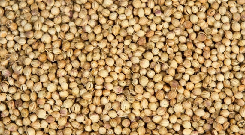 get-faster-shipments-for-premium-coriander-seeds-in-bulk-big-0