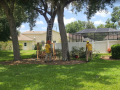 reliable-tree-service-in-new-port-richey-fl-small-0