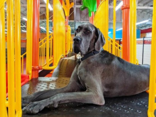 Boarding Training Los Angeles | Expert Dog Care Services